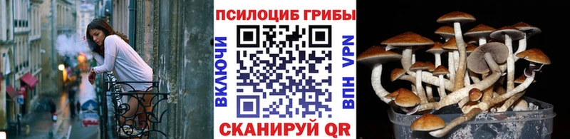 Псилоцибиновые грибы Cubensis  Судак 